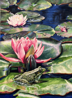 Accetta_A Dragon Fly, Frog & Imposter