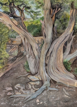 Broussard_A Grand Utah Juniper