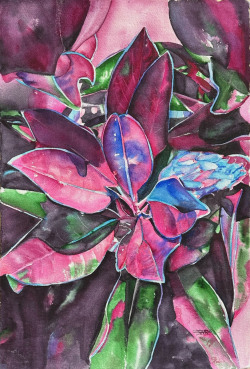 Burns_Magenta Magnolia