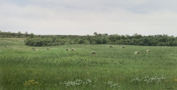 Caudill_Hay Bales and Wildflowers
