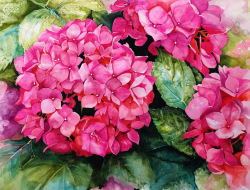Kenny_Pink Hydrangea Spring