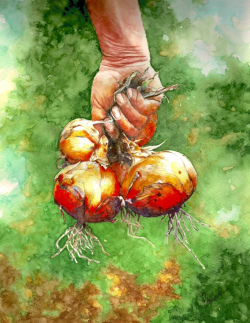 Konicki_Ripe & Ready