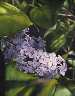 Lily_Under the Lilac Tree