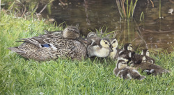 List_Mama and Ducklings