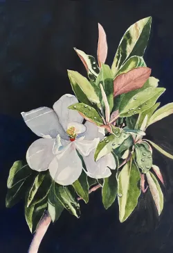 Cunningham - Sun Dew