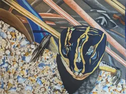 Rietzke - Skink Emerging